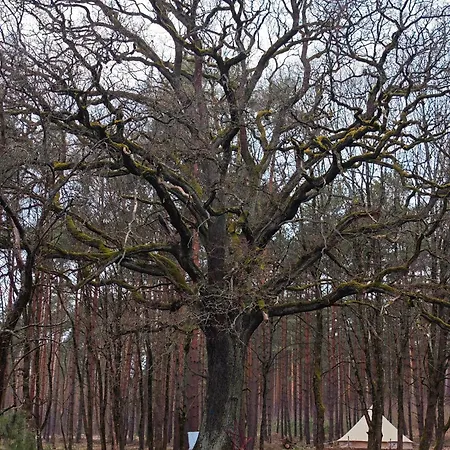 Whispering Pines Campismo de Luxo