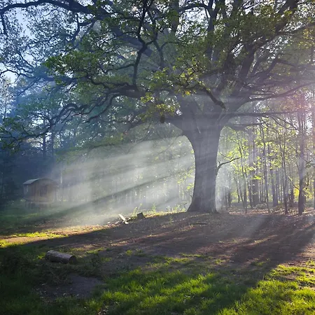 Whispering Pines Campismo de Luxo Altsorgefeld