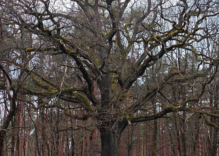 Whispering Pines ラグジュアリーテント