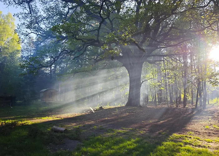 Whispering Pines ラグジュアリーテント Altsorgefeld